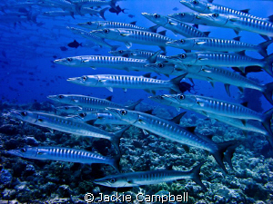 Barracuda at Shaab Rumi in Sudan. Fabulous spectacle. by Jackie Campbell 
